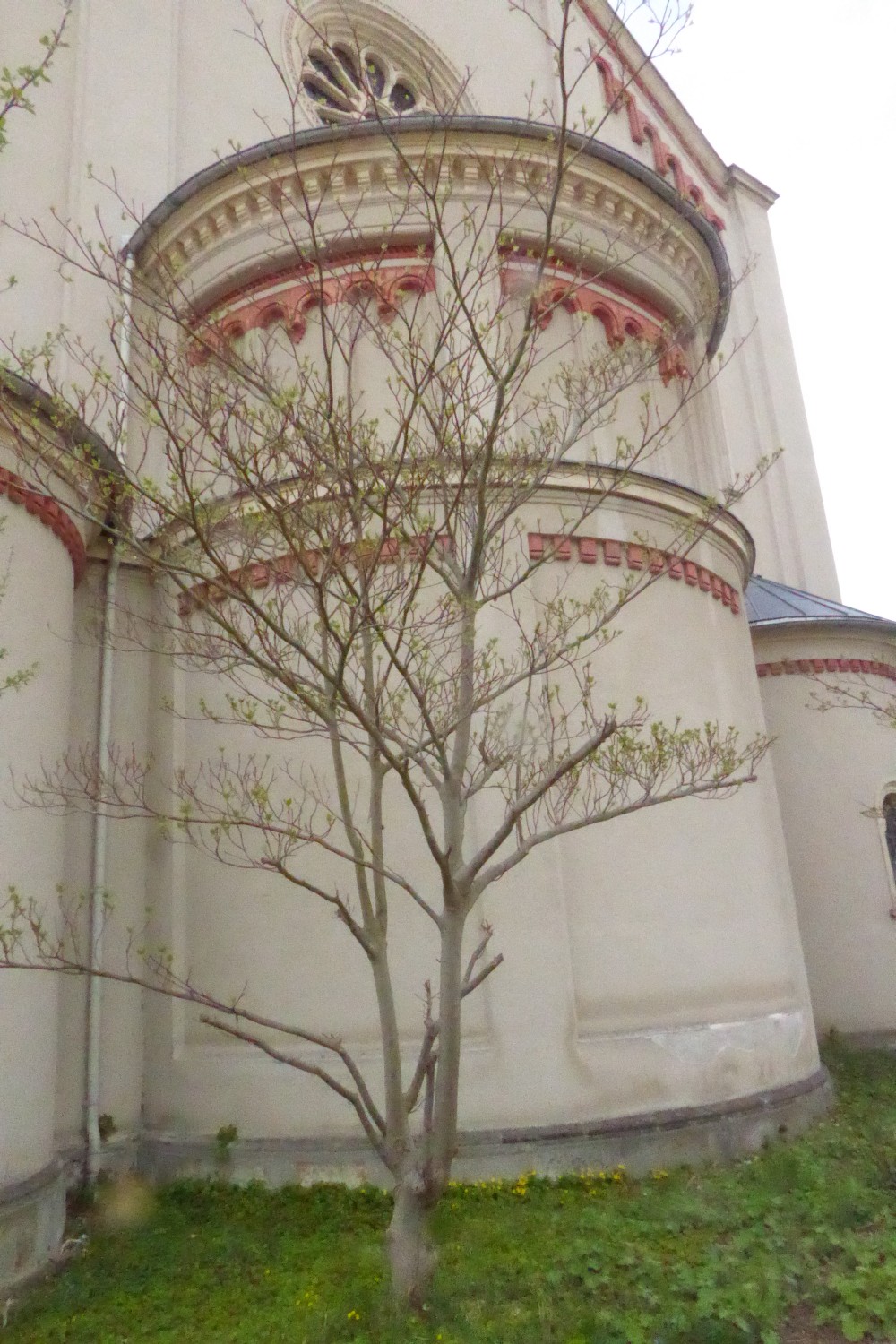 Cornus controversa - Eibenstock - 2022