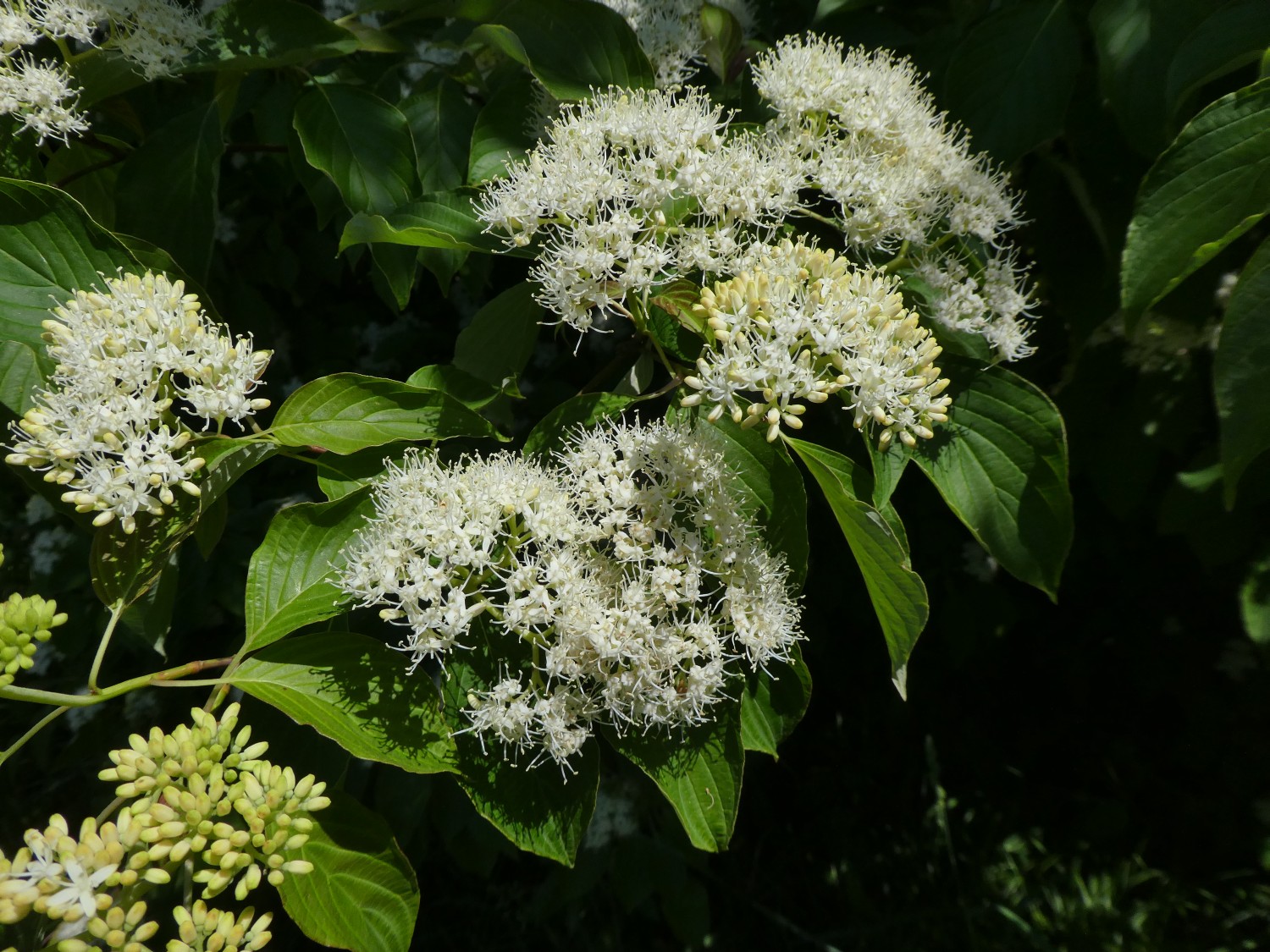 Cornus alternifolia - Tharandt - 2018