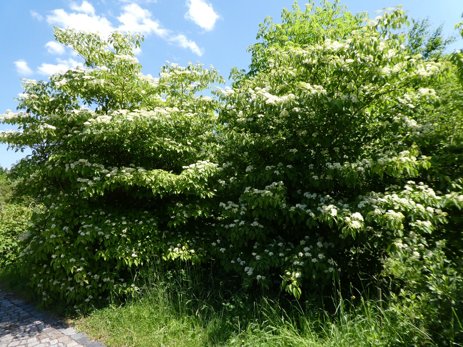 Cornus alternifolia - Tharandt - 2018