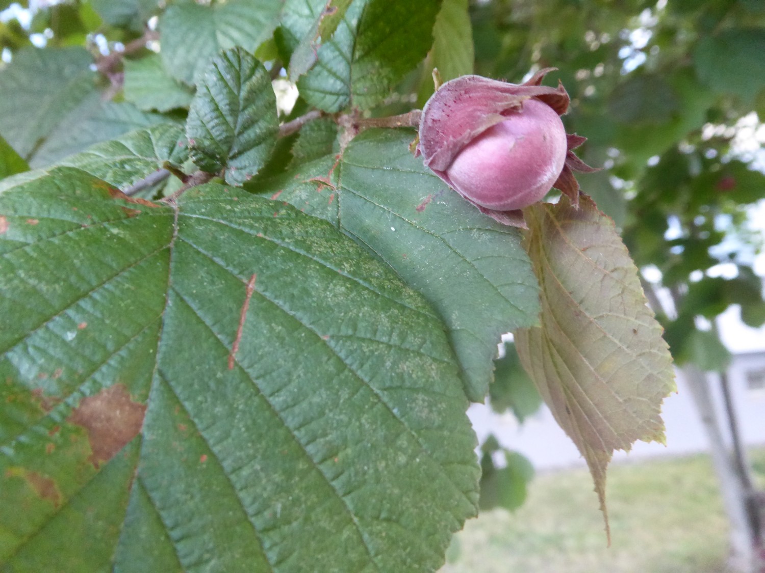 Corylus avelana 'Fuscorubra' - Dresden - 2022