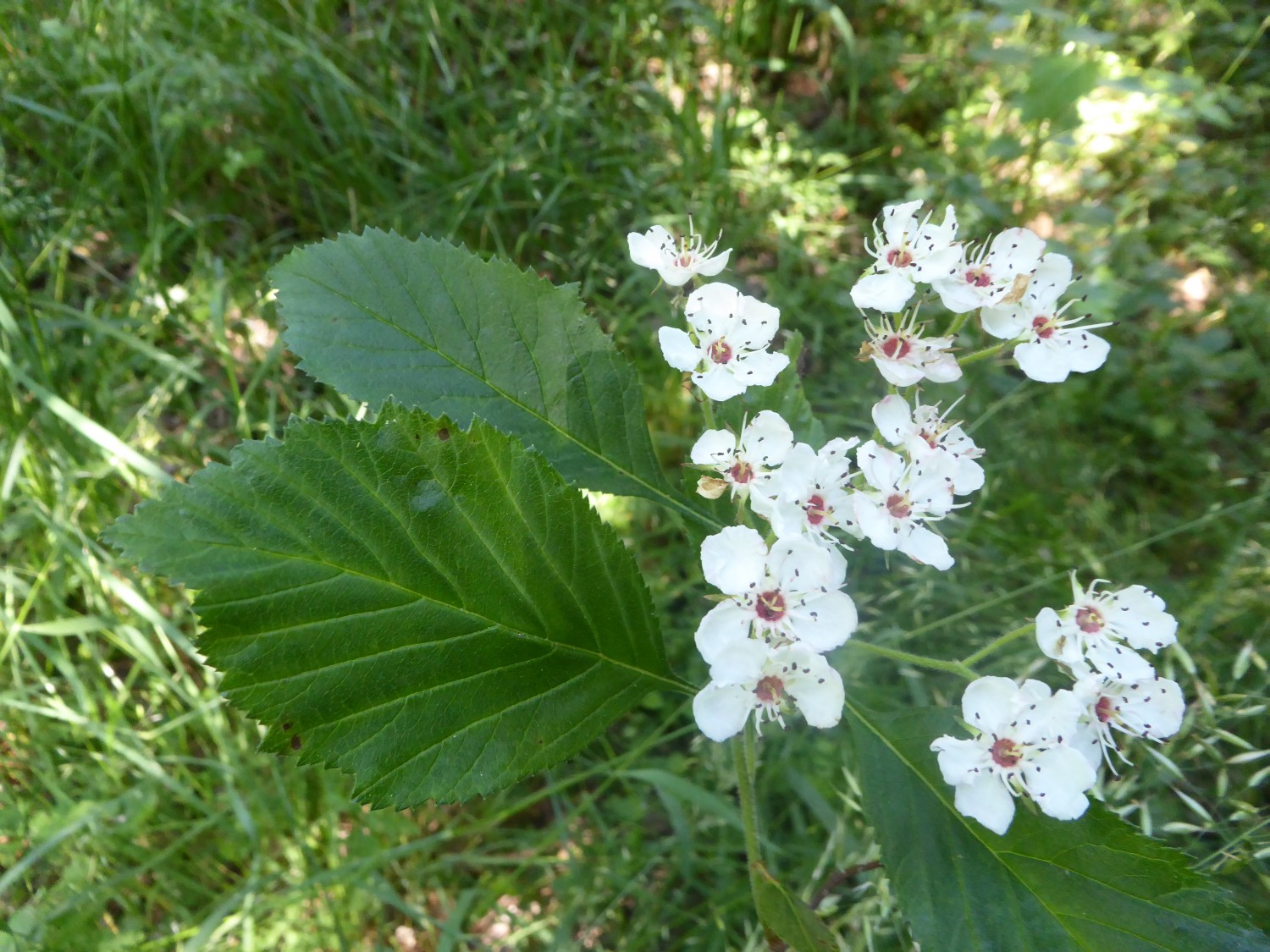 Crataegus calpodendron - Tharandt - 2022