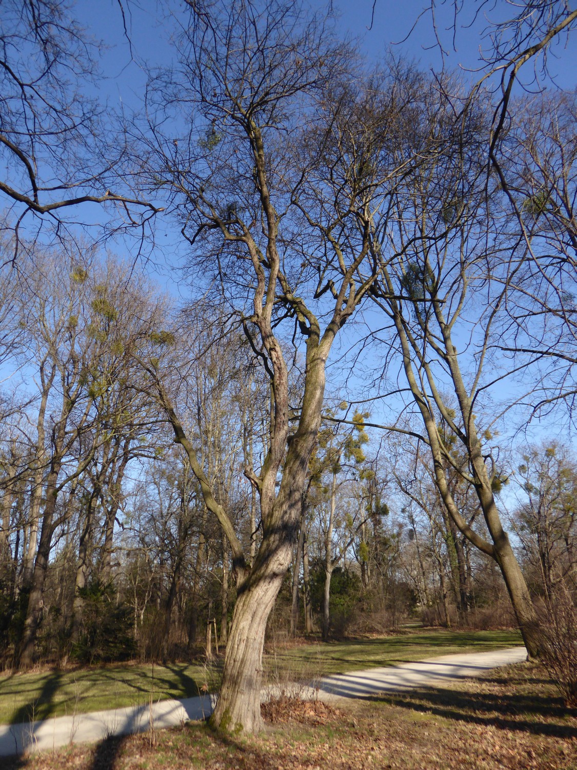 Crataegus rhipidophylla subsp. rhipidophylla - Dresden - 2022