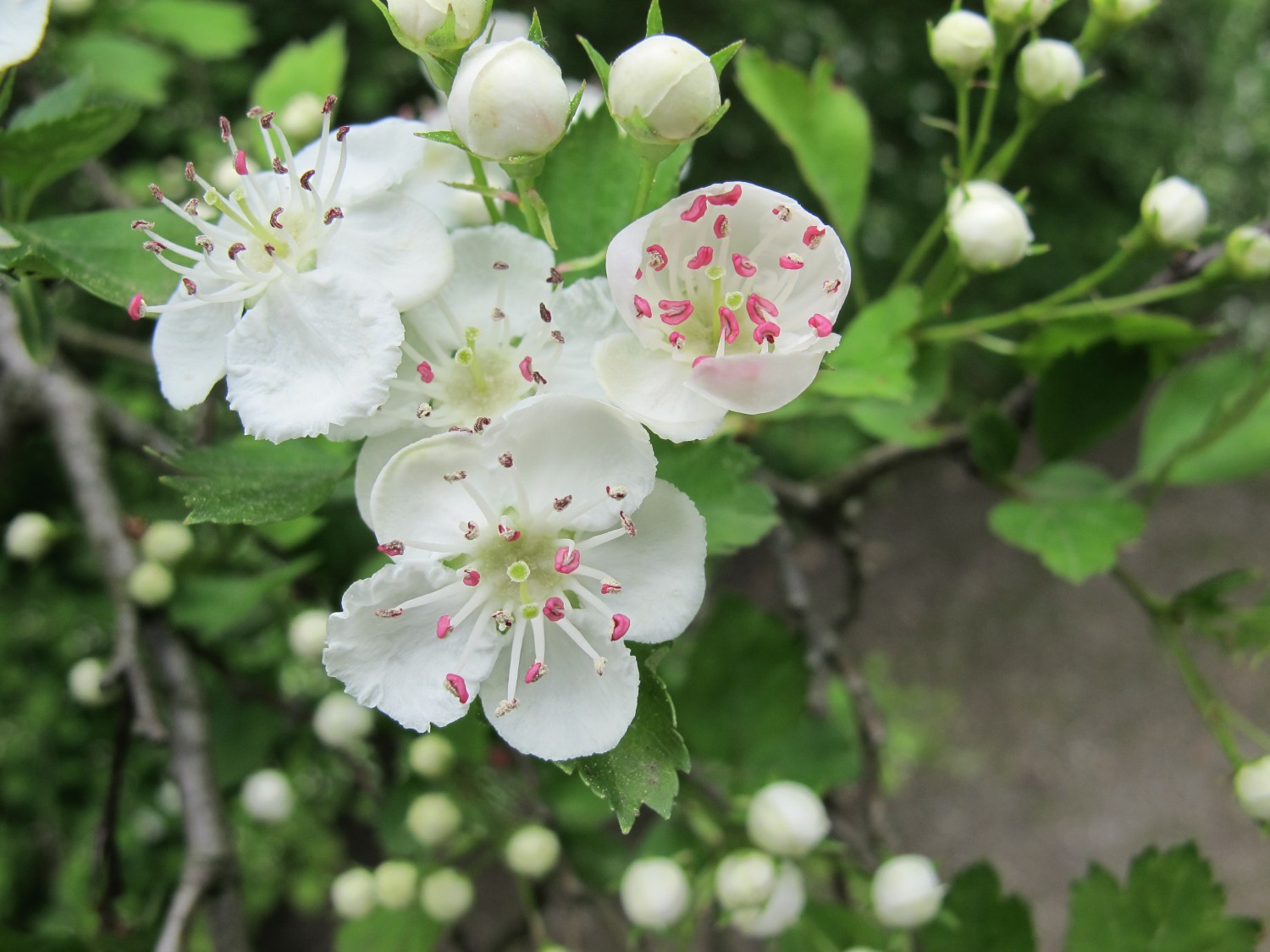 Crataegus rhipidophylla subsp. rhipidophylla - Dresden - 2022