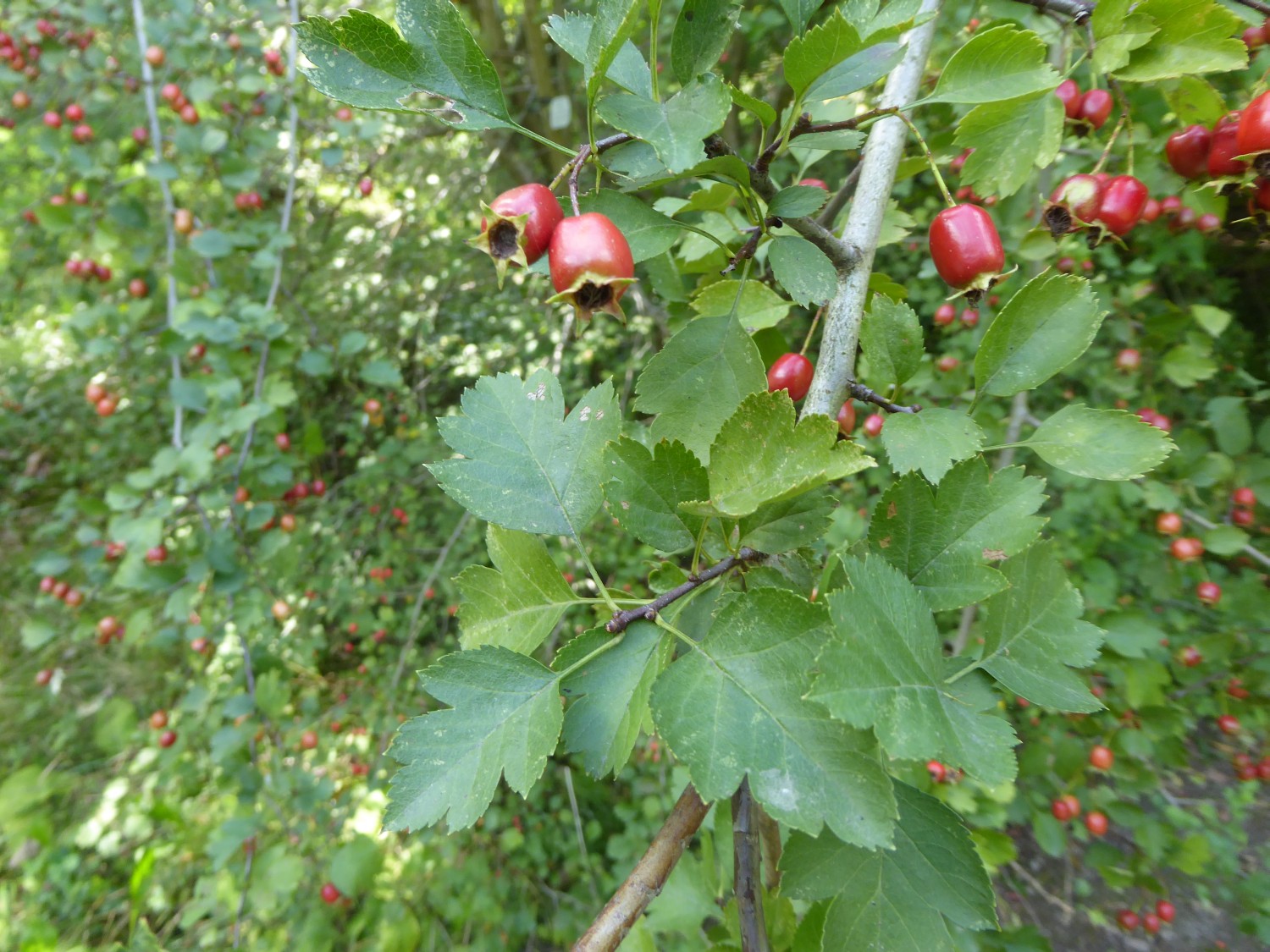 Crataegus rhipidophylla subsp. rhipidophylla - Dresden - 2022