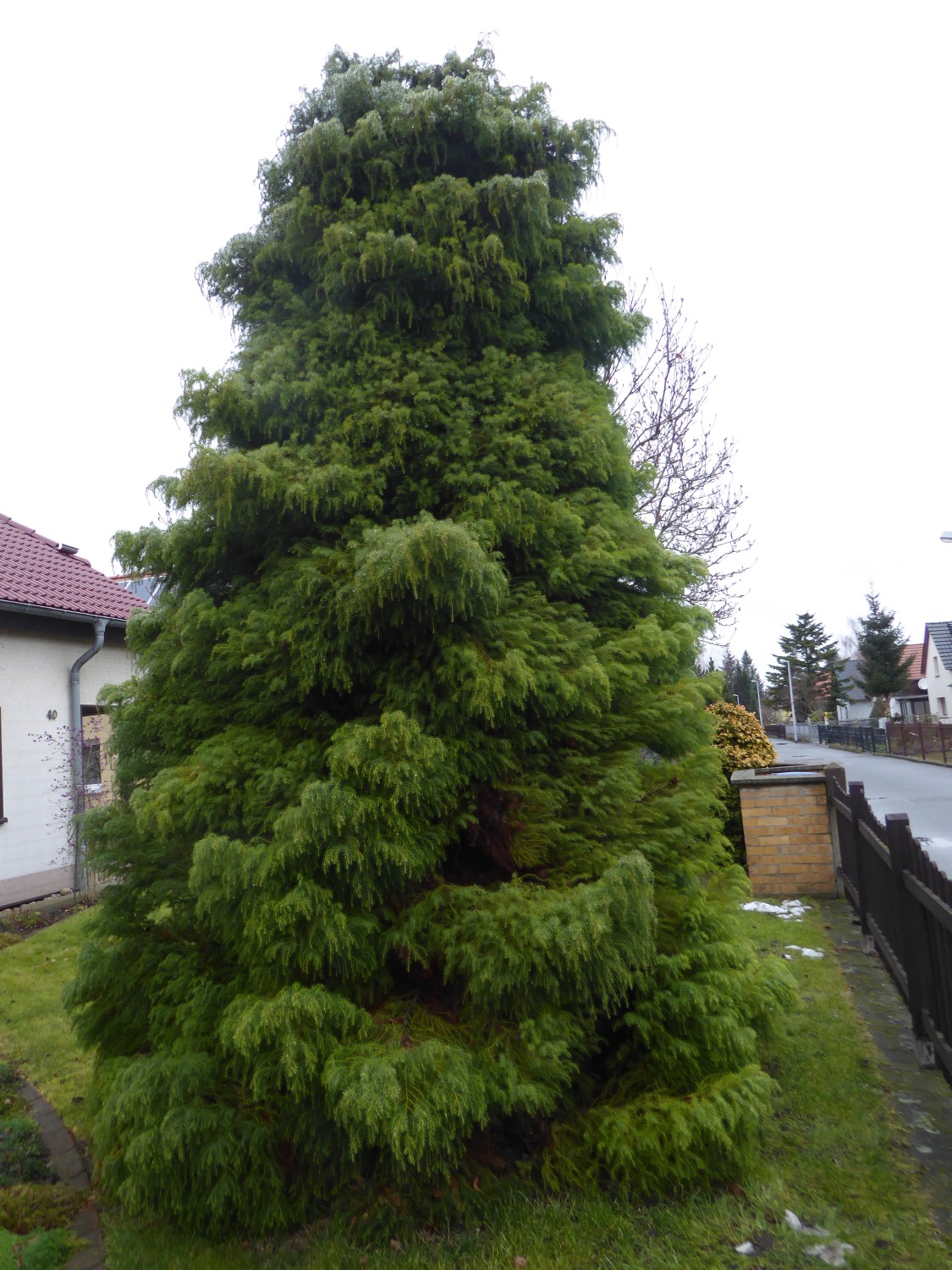 Cryptomeria japonica 'Elegans' - Dresden - 2021