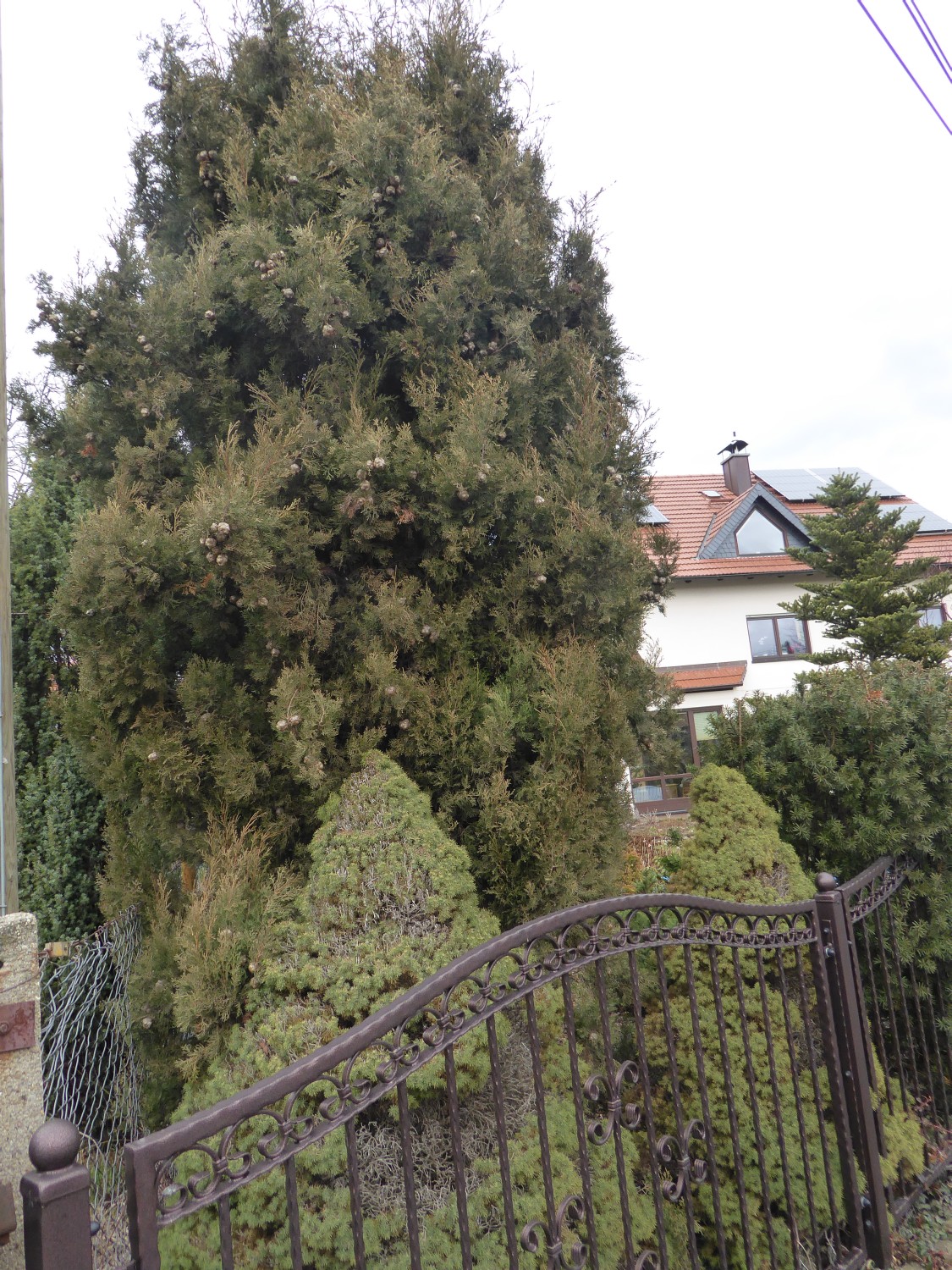 Cupressus sempervirens var. stricta - Dresden - 2021