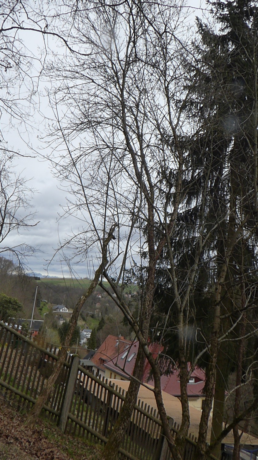 Fraxinus nigra - Tharandt - 2022