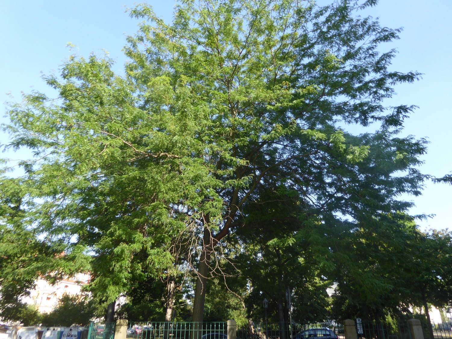 Gleditsia triacanthos 'Inermis' - Dresden - 2022