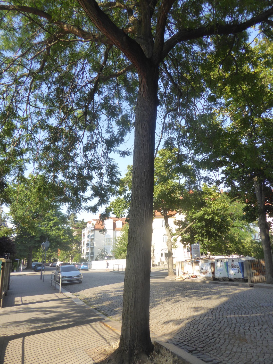 Gleditsia triacanthos 'Inermis' - Dresden - 2022