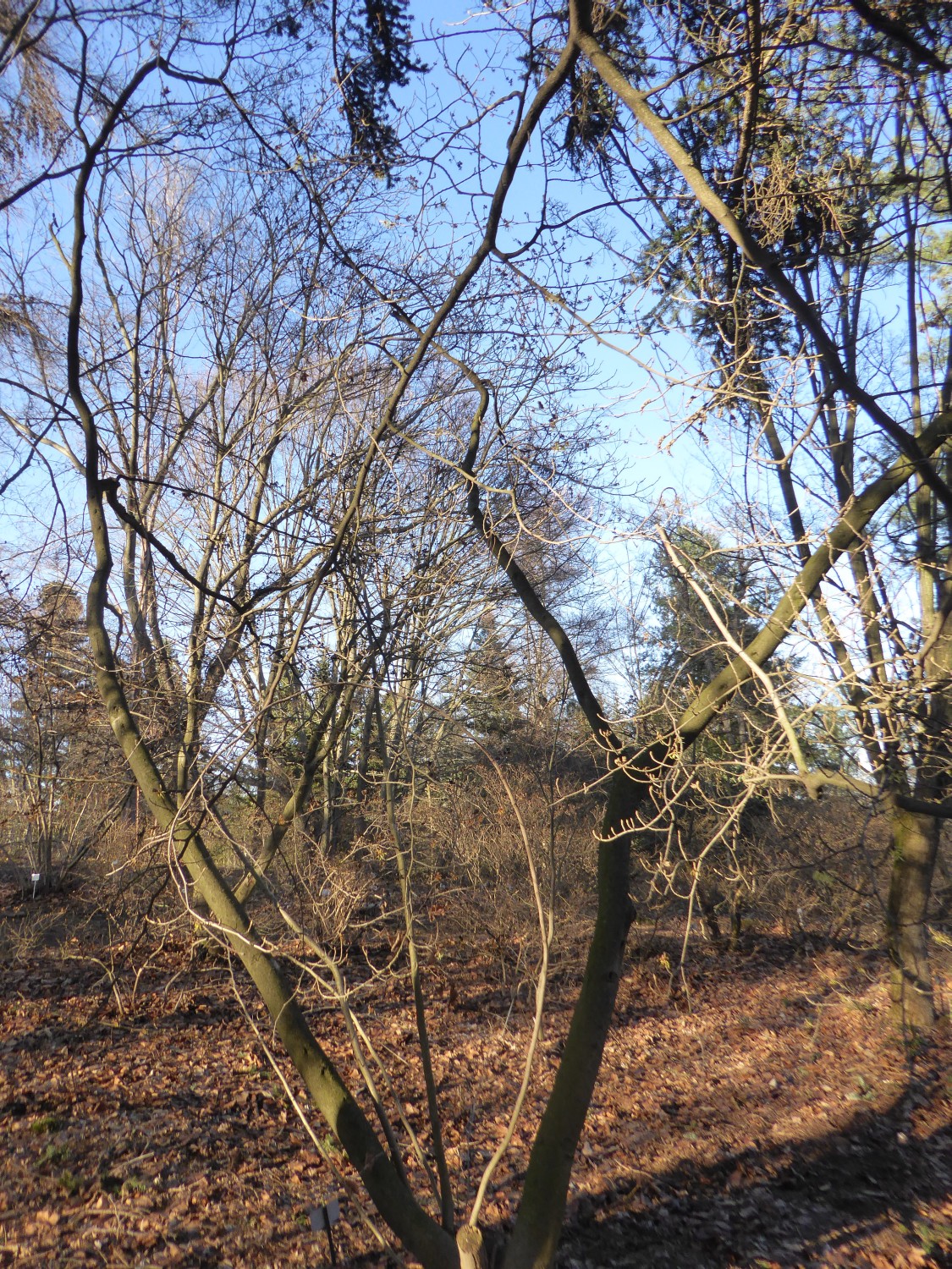 Hamamelis japonica var. flavopurpurascens - Tharandt - 2022