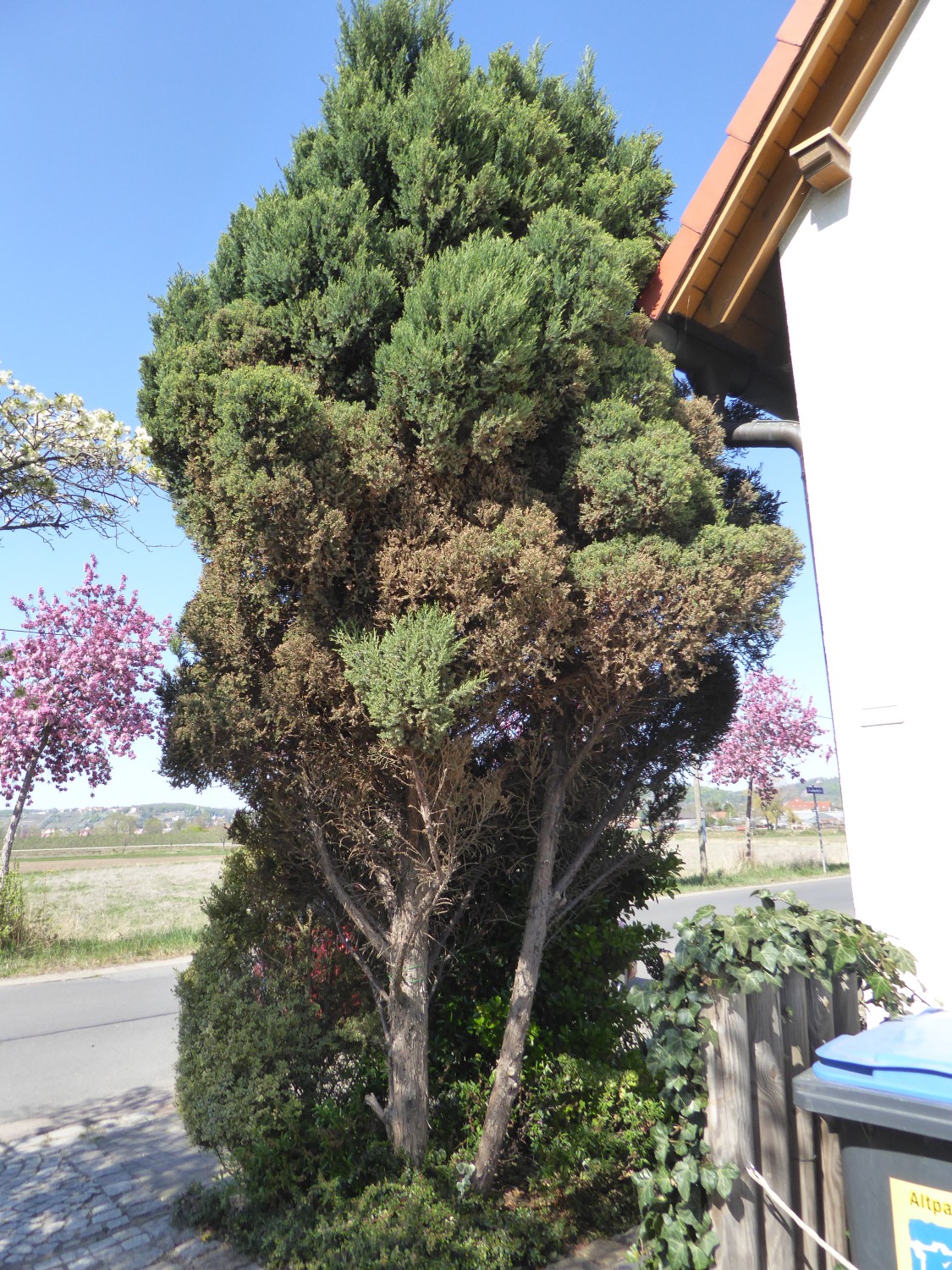 Juniperus chinensis 'Obelisk' - Dresden - 2020