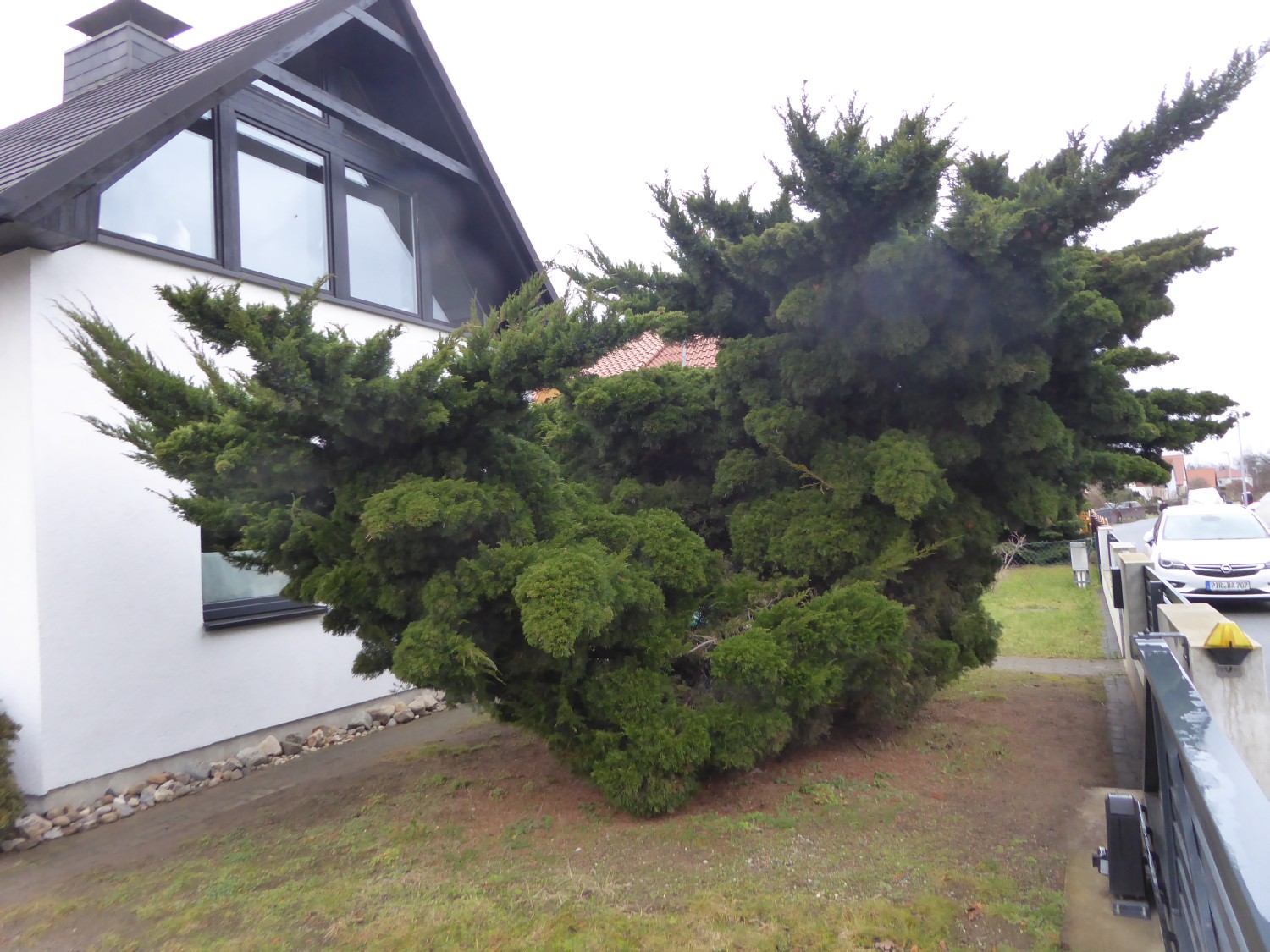 Juniperus virginiana 'Schottii' - Dresden - 2021