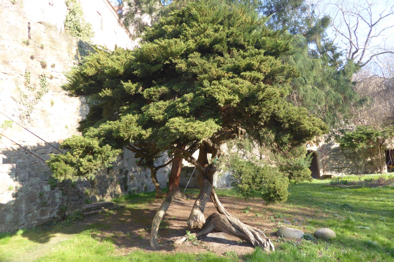 Juniperus virginiana 'Globosa' - Klipphausen - 2021
