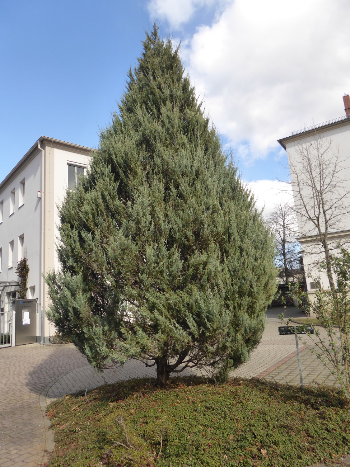 Juniperus virginiana 'Glauca' - Dresden - 2020