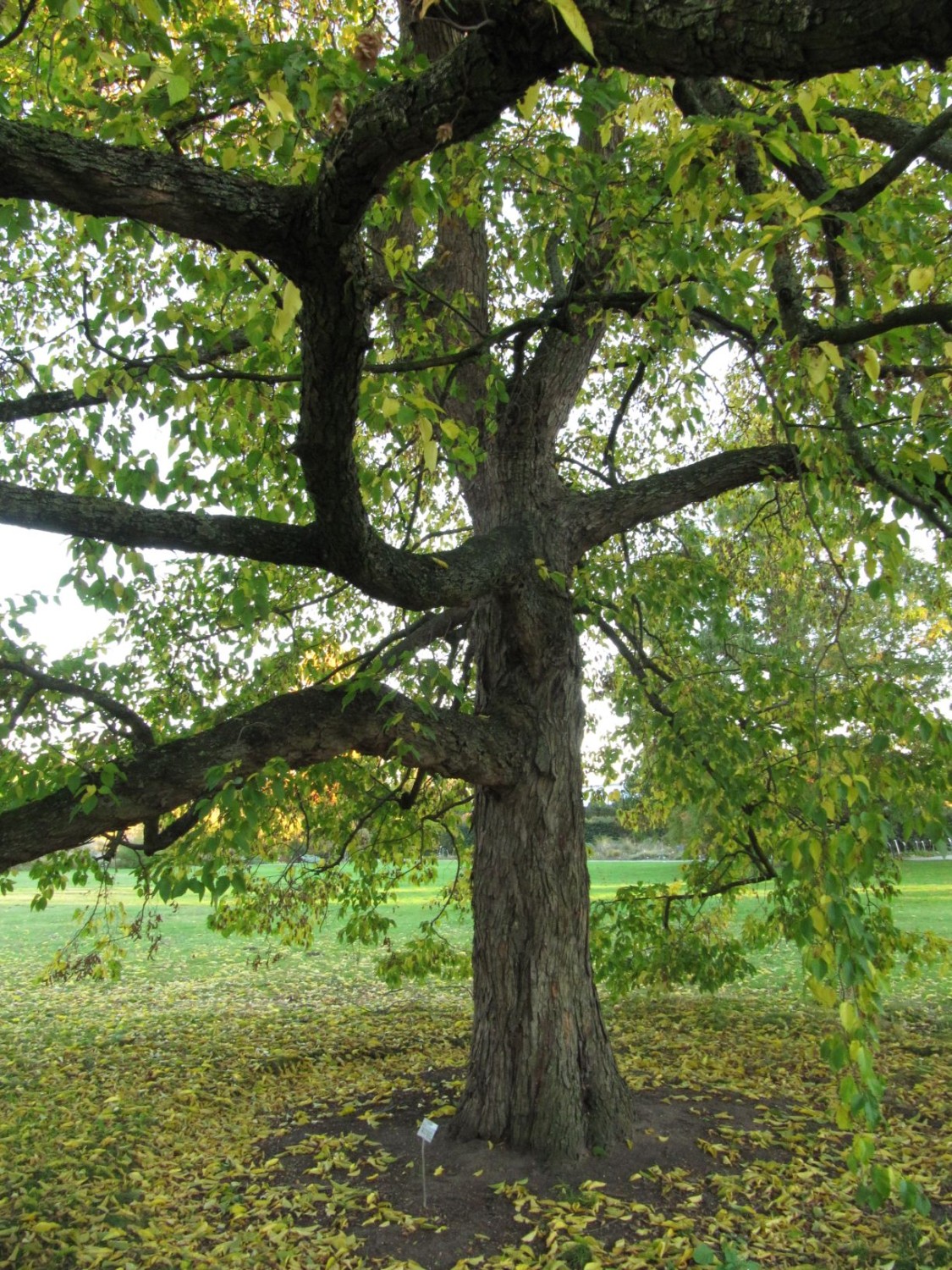 Ostrya carpinifolia - Hannover, Berggarten - 2021