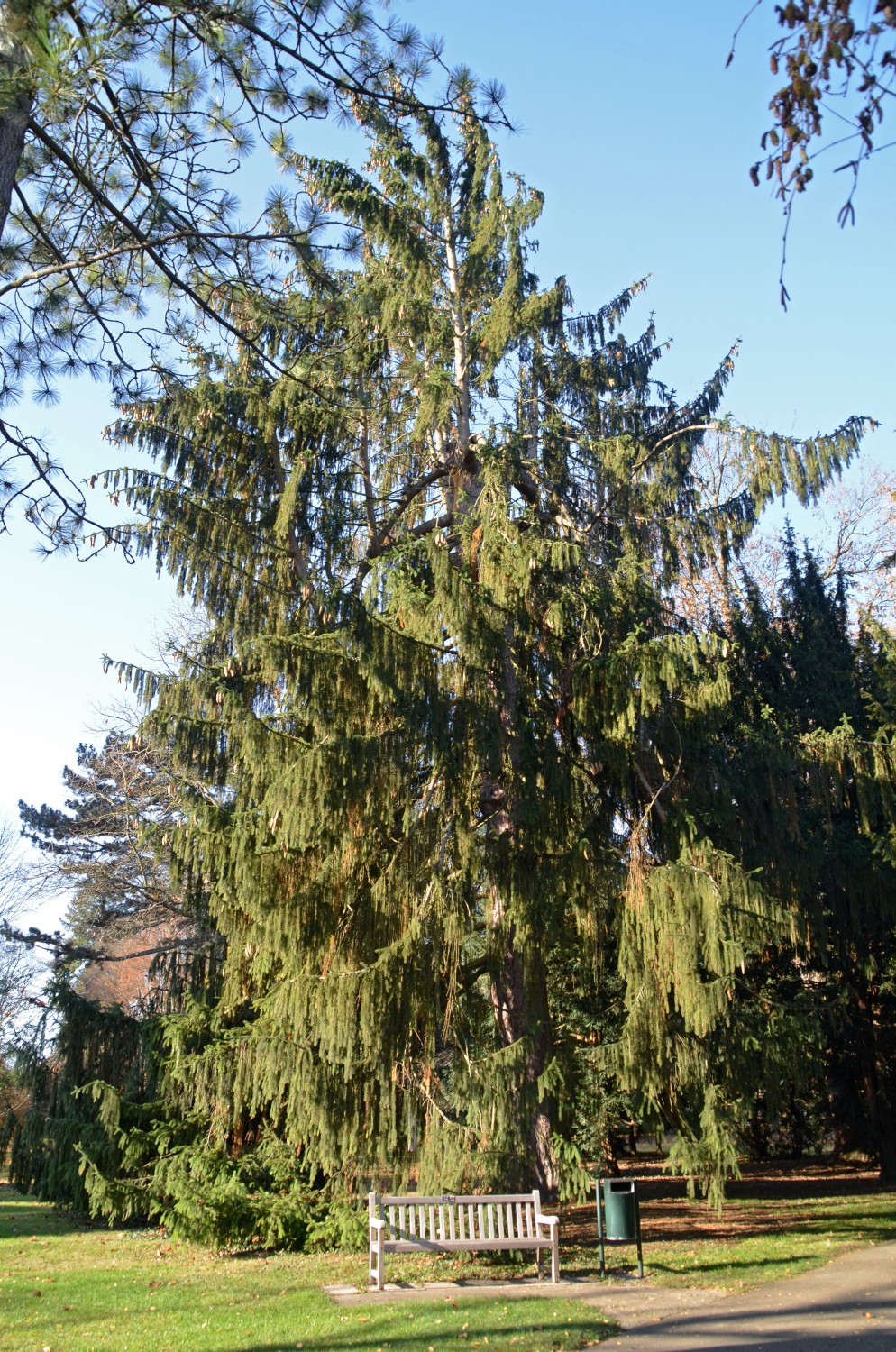 Picea abies 'Viminalis' - Stuttgart-Landesarboretum - 2018