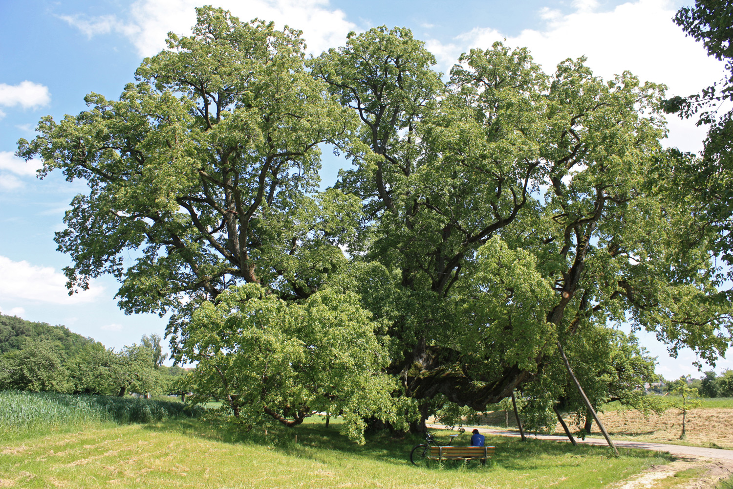 Tilia cordata - Walkstetter Linde bei Bernstadt - Juni 2013