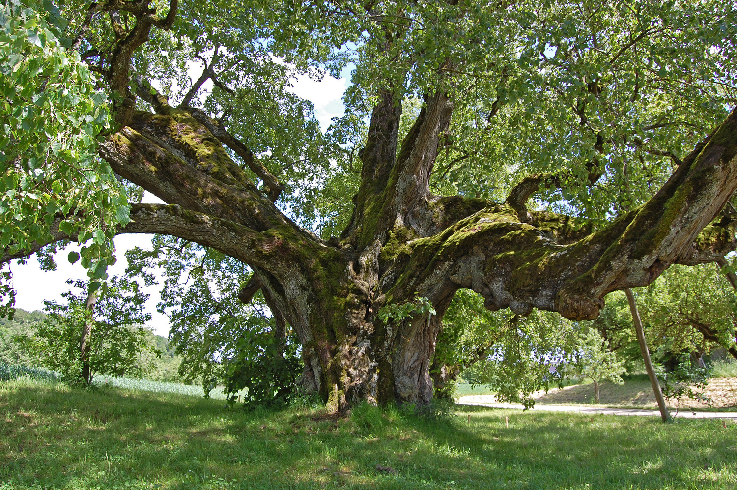 Tilia cordata - Walkstetter Linde bei Bernstadt - Juni 2013