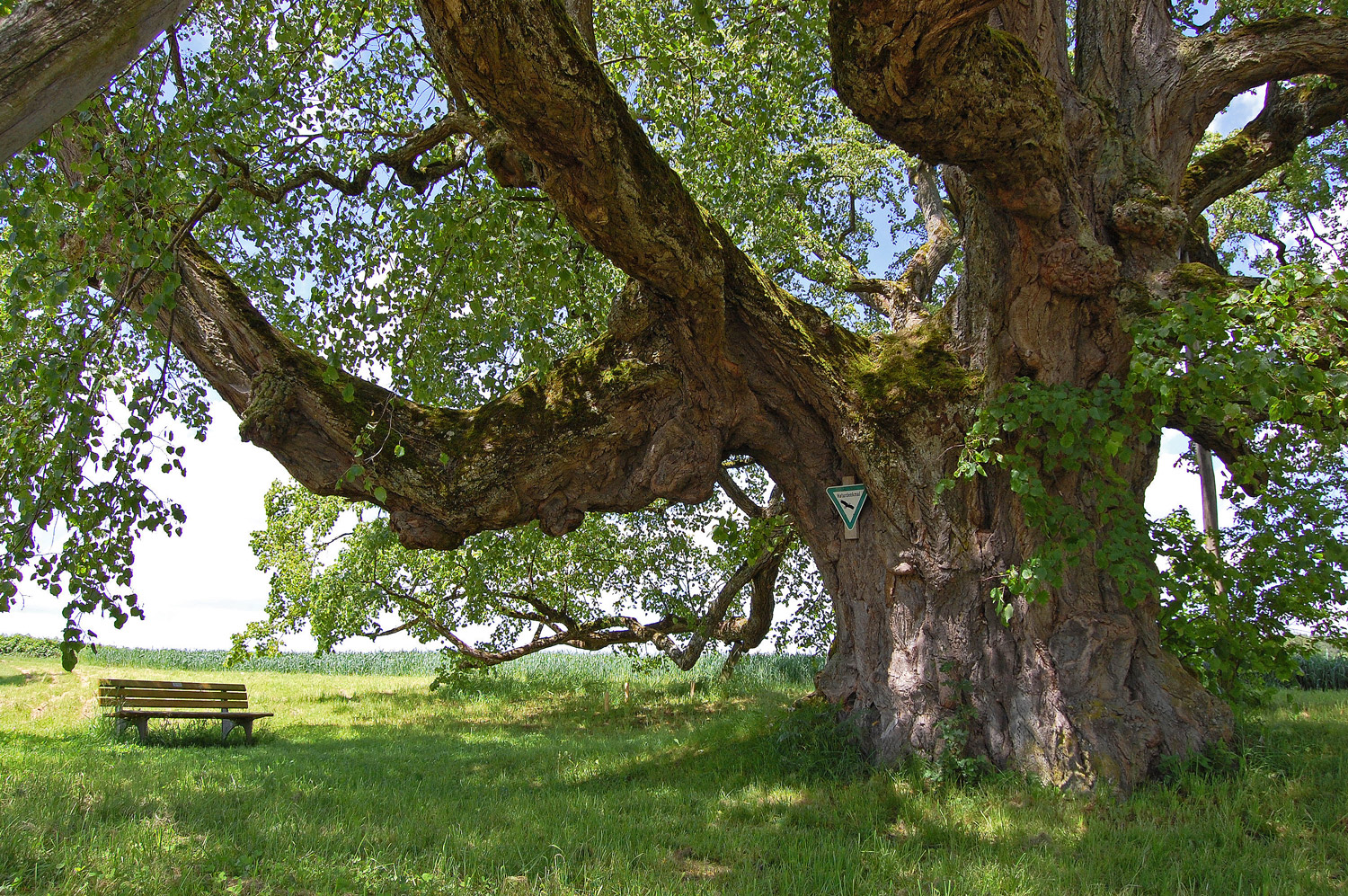 Tilia cordata - Walkstetter Linde bei Bernstadt - Juni 2013