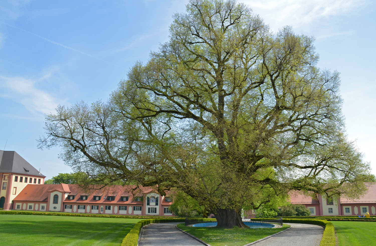 Tilia cordata - Schlosslinde in Altshausen - 2014