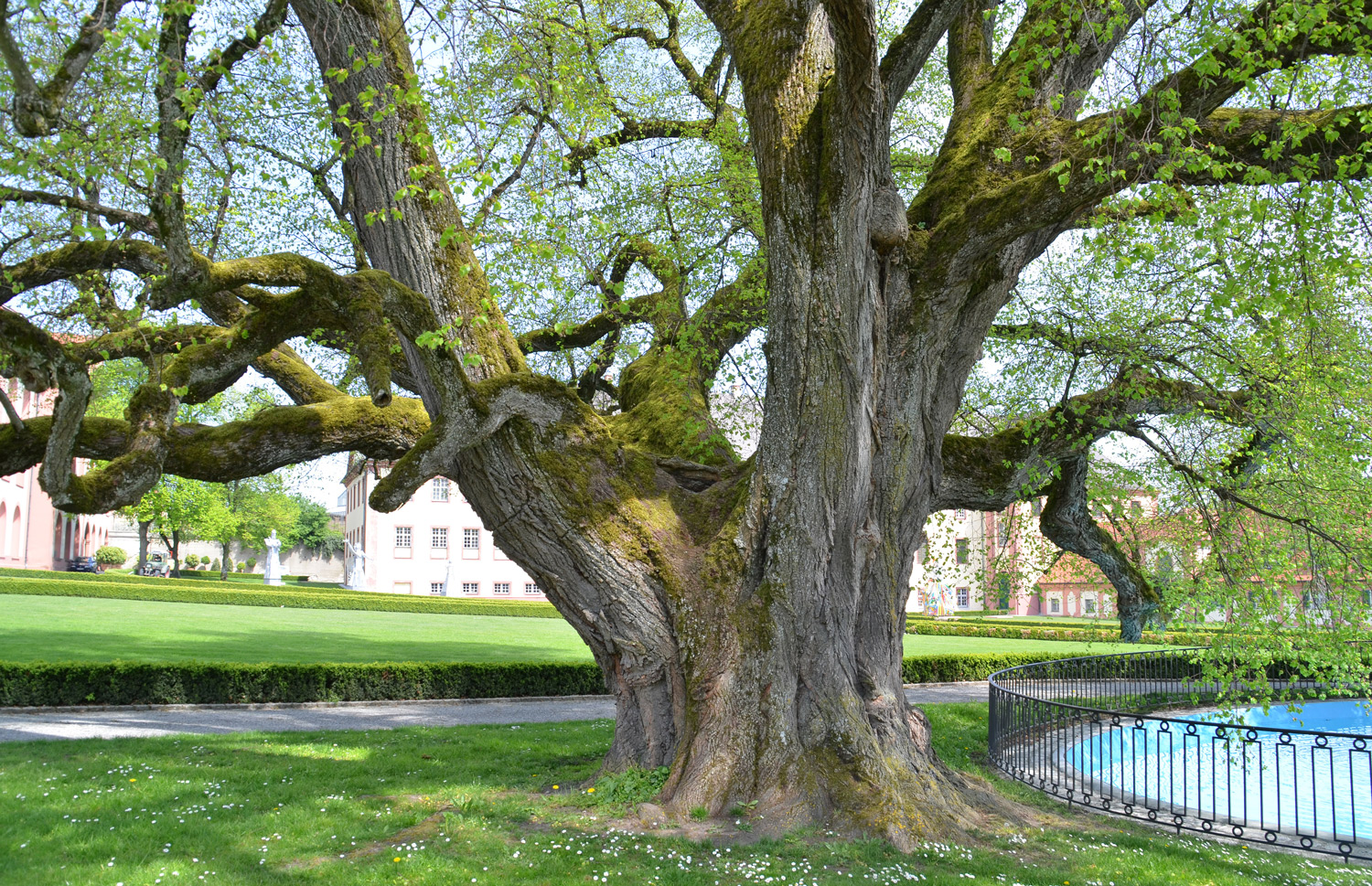 Tilia cordata - Schlosslinde in Altshausen - 2014