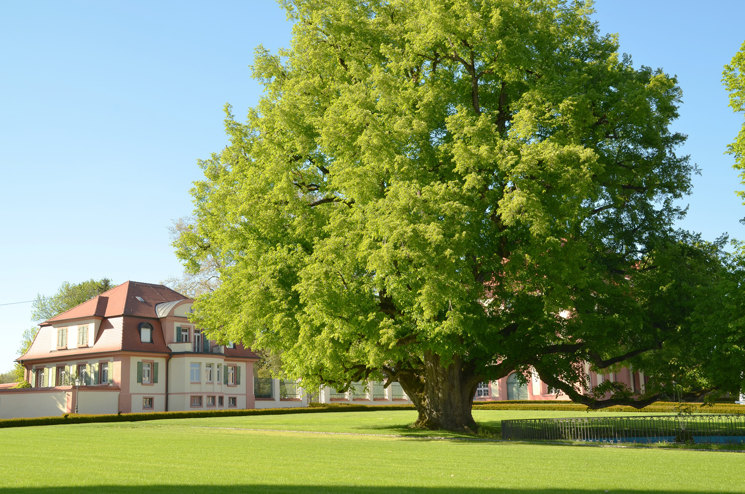 Tilia cordata - Schlosslinde in Altshausen - 2014