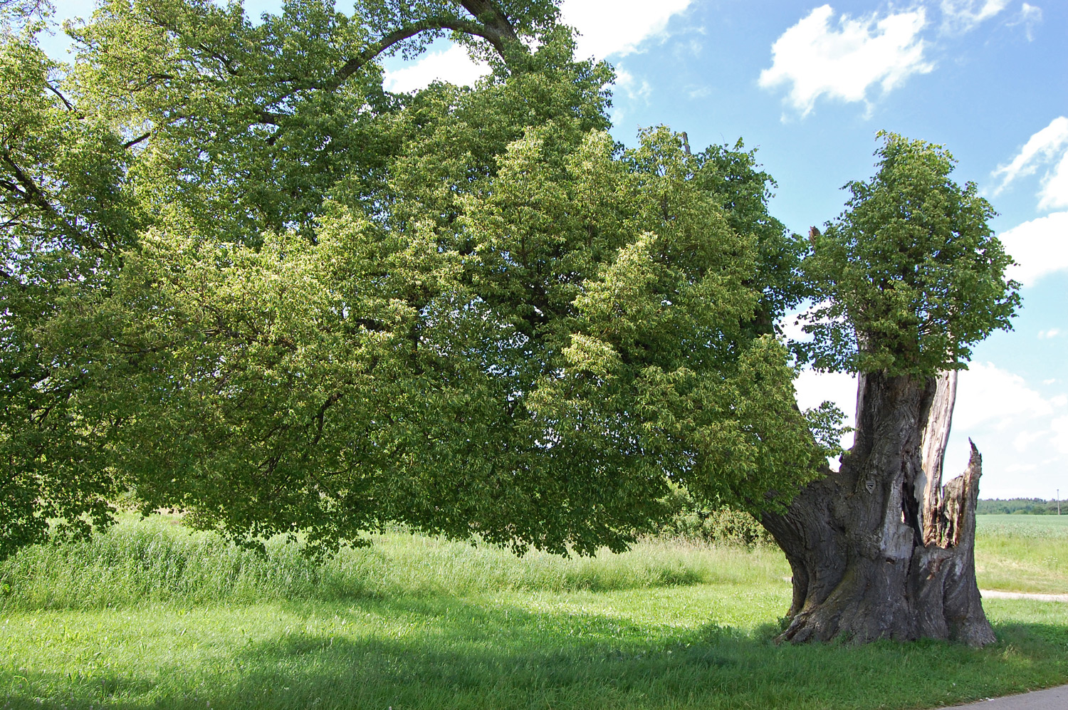 Tilia cordata - Anhauser Linde bei Dettingen - Juni 2013