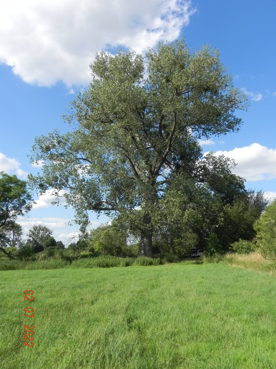 Populus nigra - Ducherow-Schwerinsburg - 2022