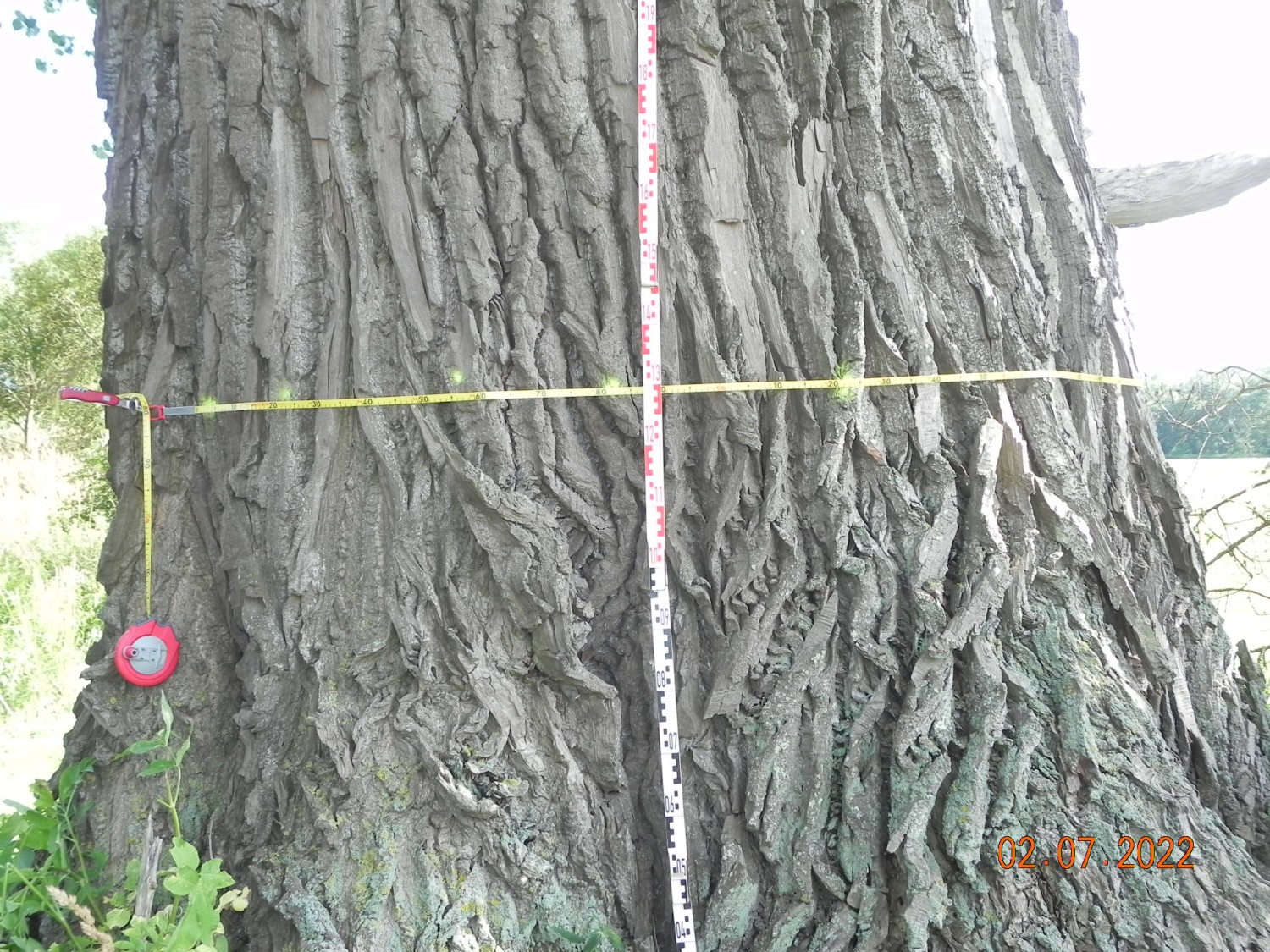 Populus nigra - Ducherow-Schwerinsburg - 2022