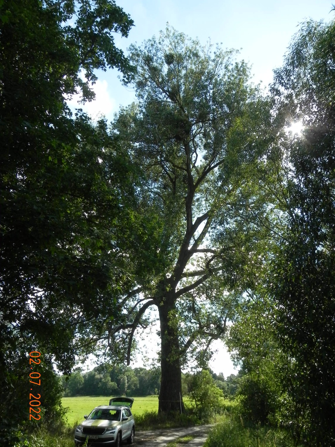Populus nigra - Ducherow-Schwerinsburg - 2022