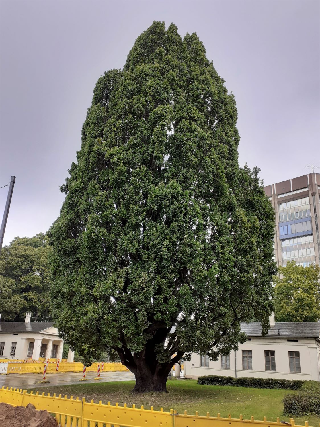 Quercus robur Fastigiata-Gruppe - Braunschweig - 2021