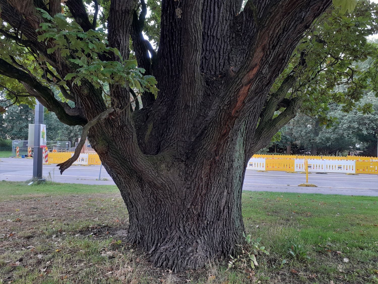 Quercus robur Fastigiata-Gruppe - Braunschweig - 2021