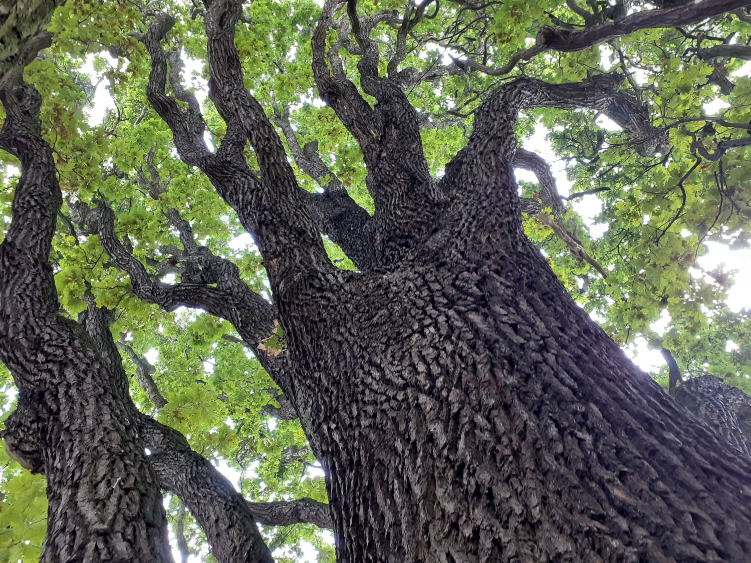 Quercus robur Fastigiata-Gruppe - Braunschweig - 2021