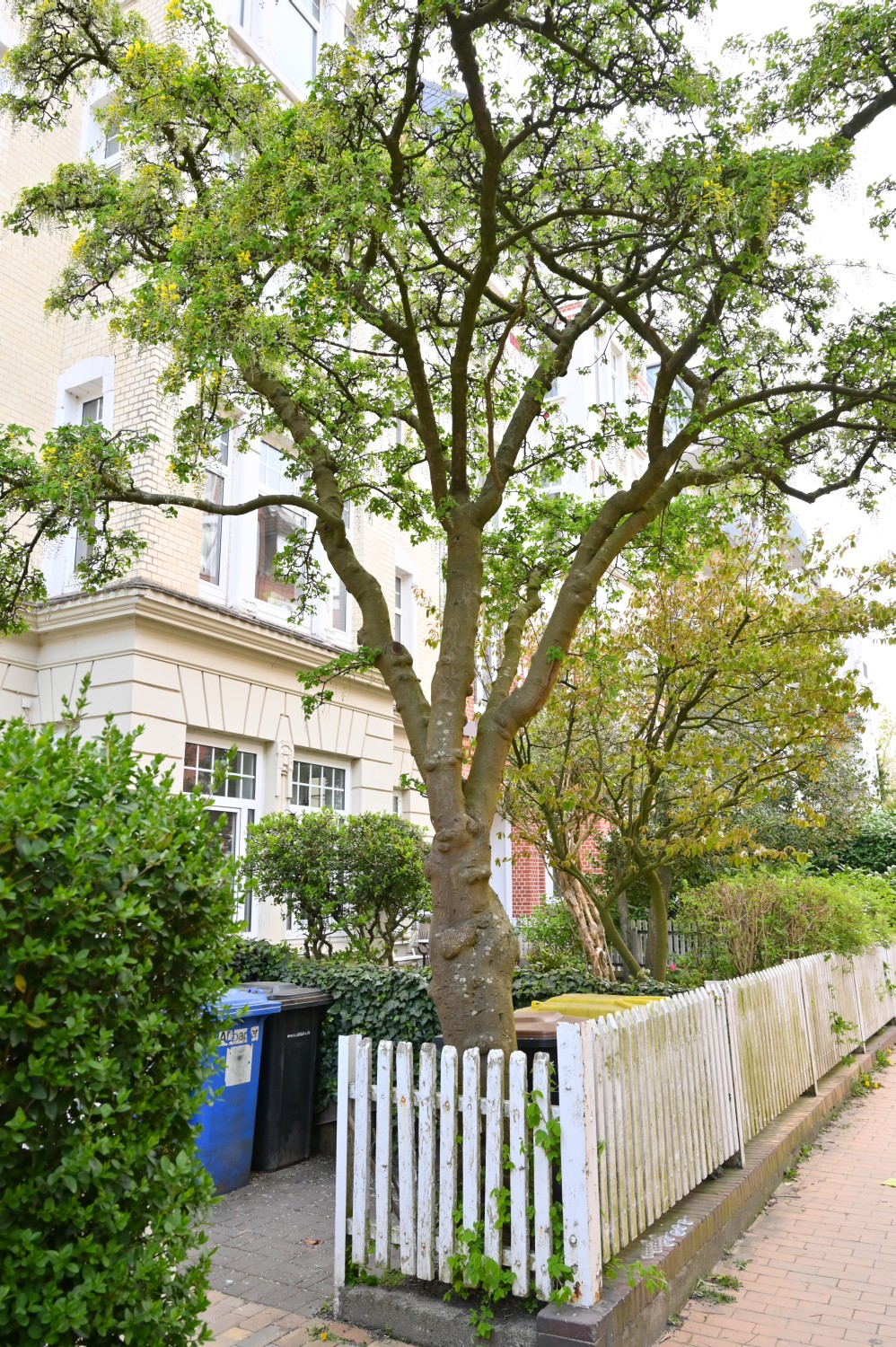 Laburnum anagyroides - Kiel - 2022