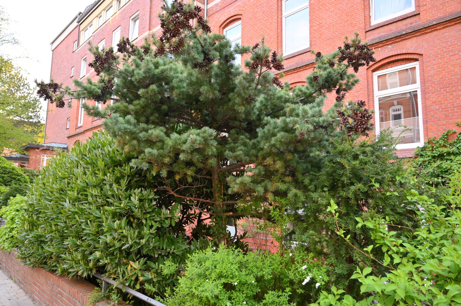 Pinus parviflora - Kiel - 2022