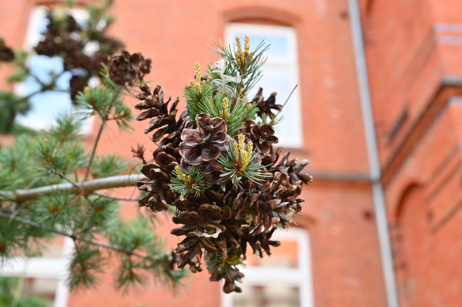 Pinus parviflora - Kiel - 2022