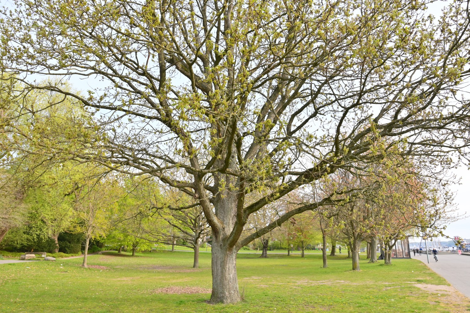 Quercus macranthera - Kiel, Kiellinie - 2022