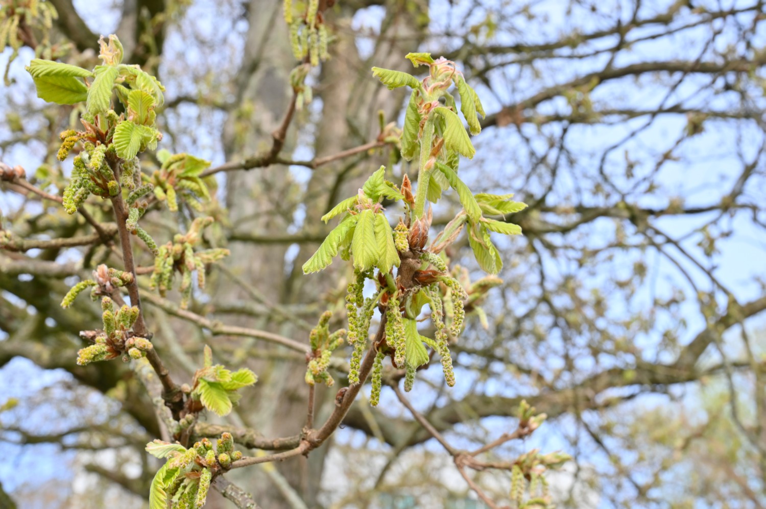 Quercus macranthera - Kiel, Kiellinie - 2022