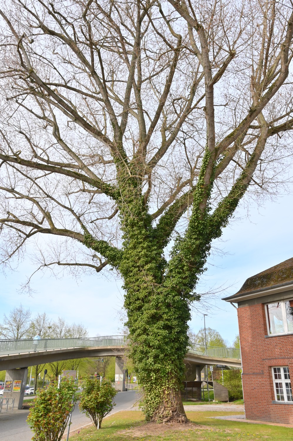 Populus × canadensis - Kiel, Kiellinie - 2022