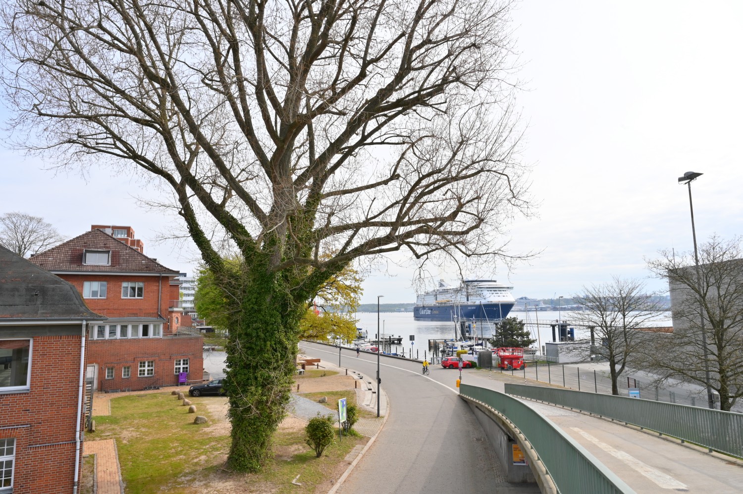 Populus × canadensis - Kiel, Kiellinie - 2022
