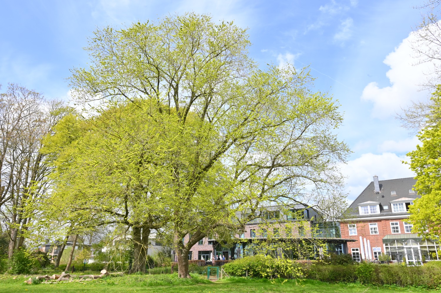 Ulmus minor - Kiel, Krusenkoppel - 2022