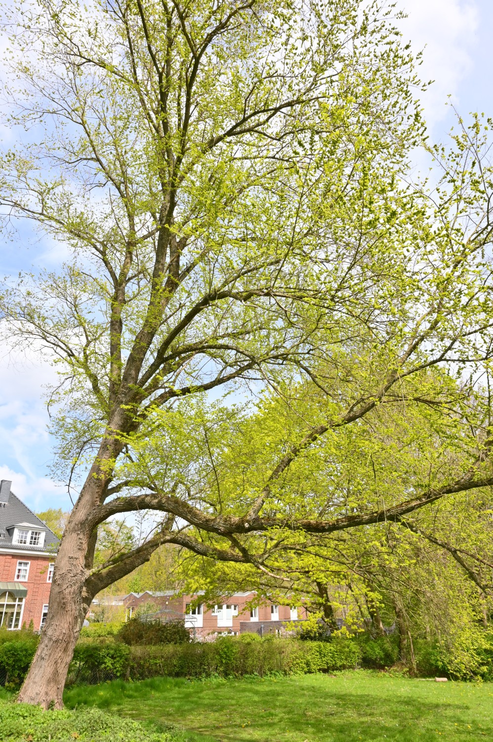 Ulmus minor - Kiel, Krusenkoppel - 2022