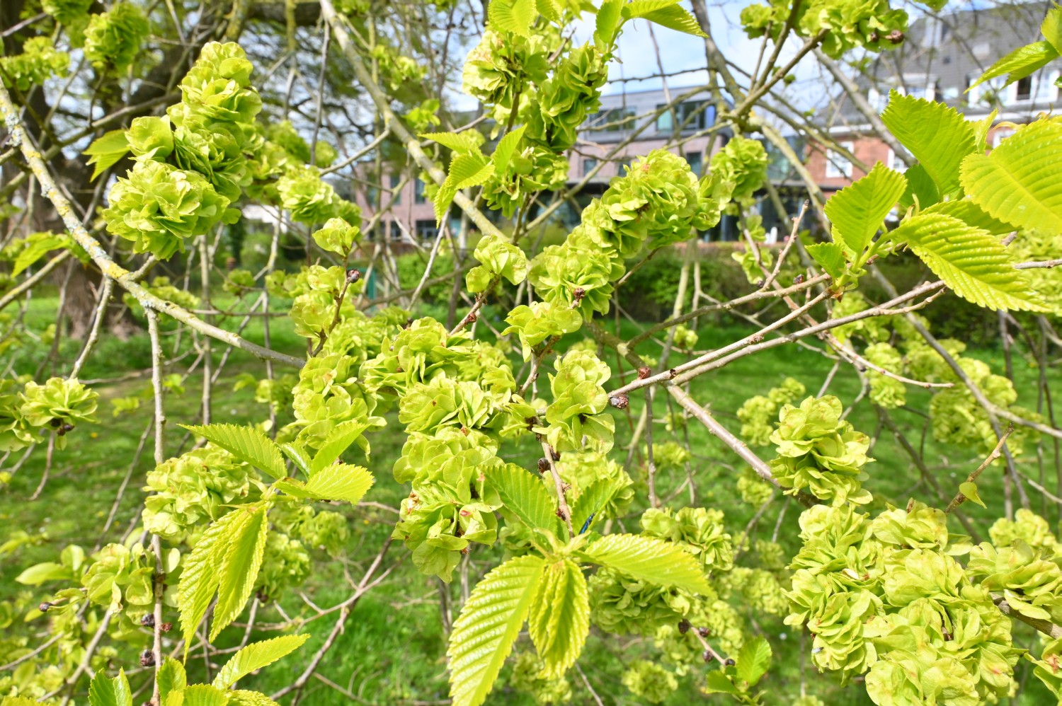 Ulmus minor - Kiel, Krusenkoppel - 2022