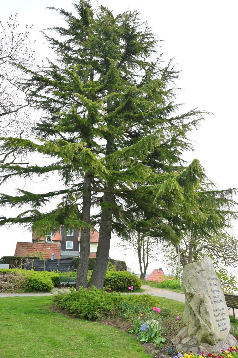 Cedrus deodara - Eckernförde - 2022