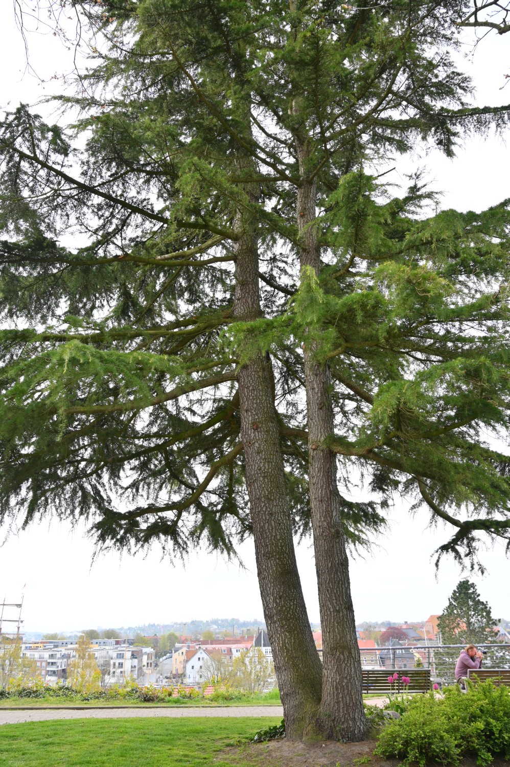 Cedrus deodara - Eckernförde - 2022