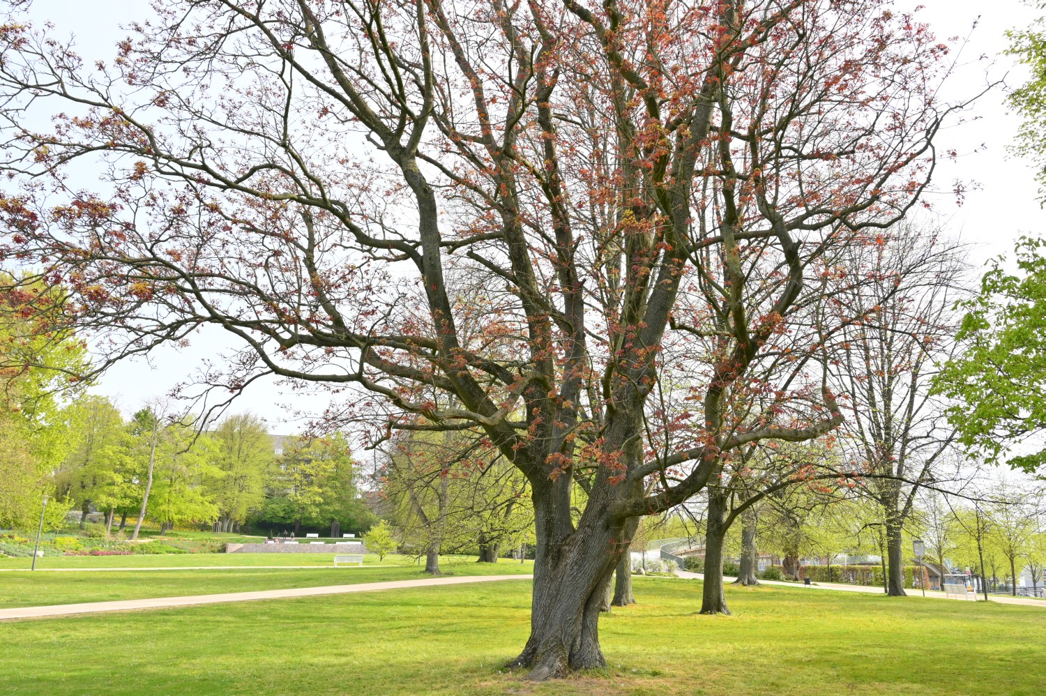 Acer platanoides 'Schwedleri' - Kiel, Schlossgarten - 2022