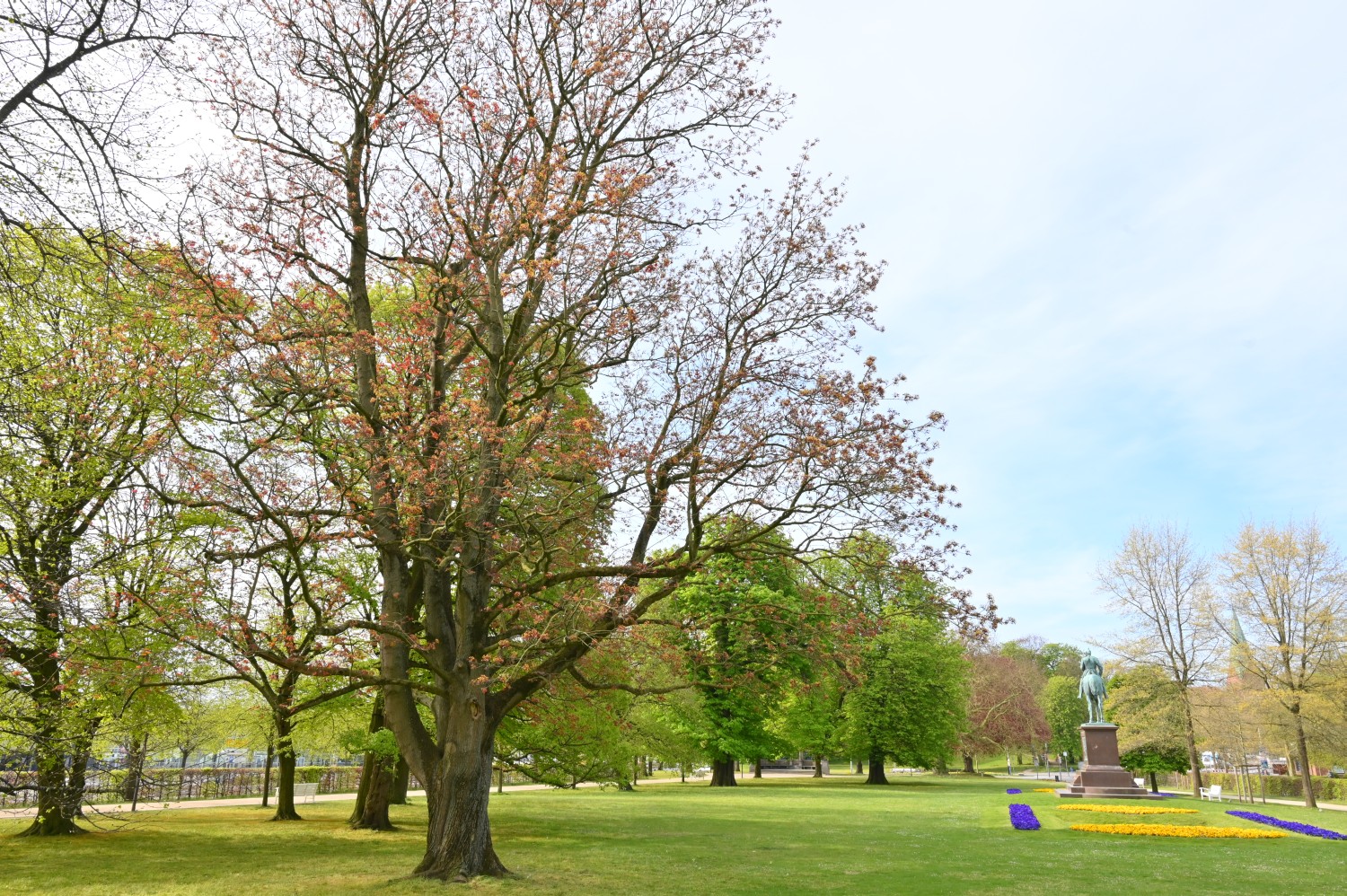Acer platanoides 'Schwedleri' - Kiel, Schlossgarten - 2022