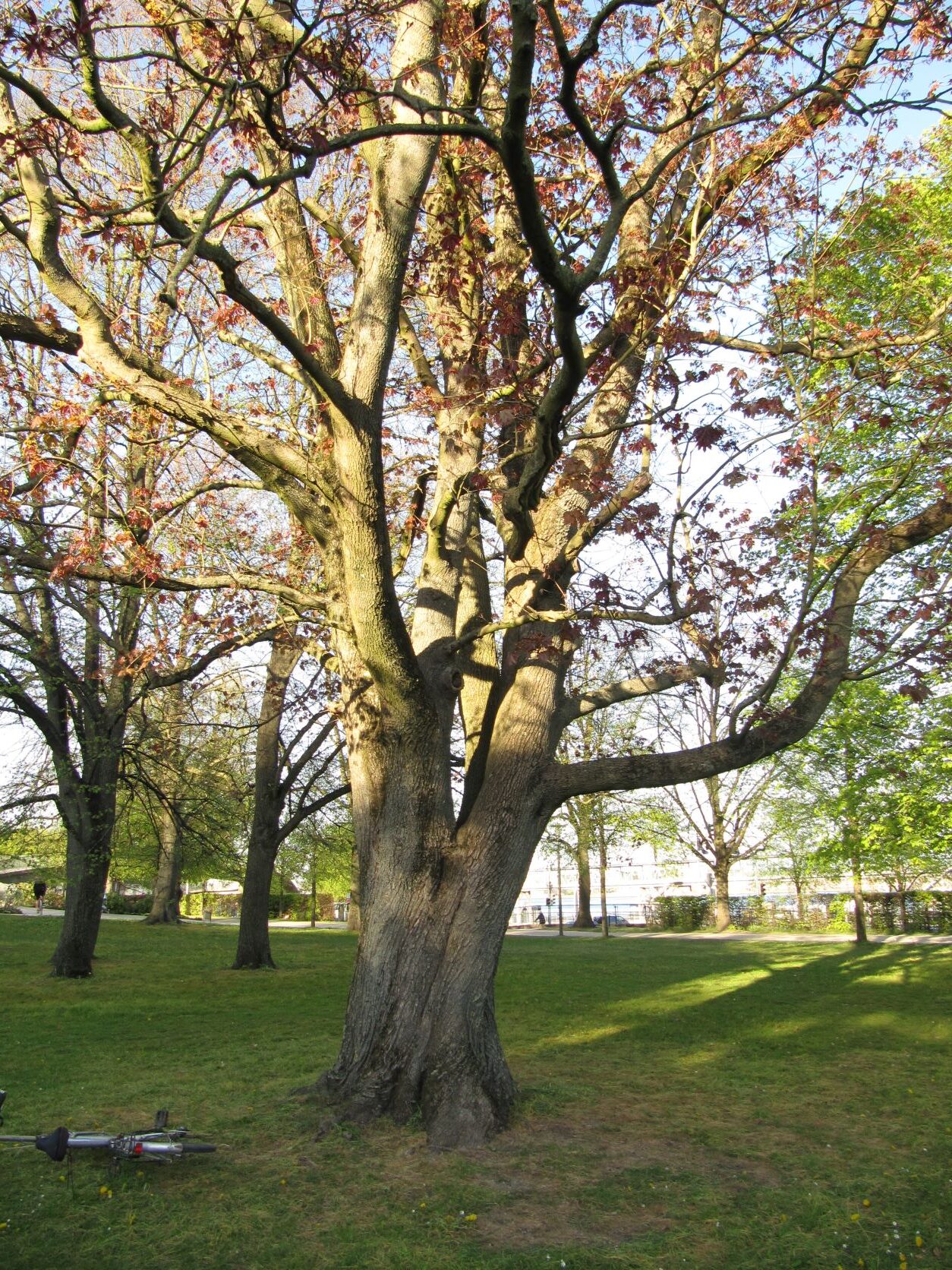 Acer platanoides 'Schwedleri' - Kiel, Schlossgarten - 2022