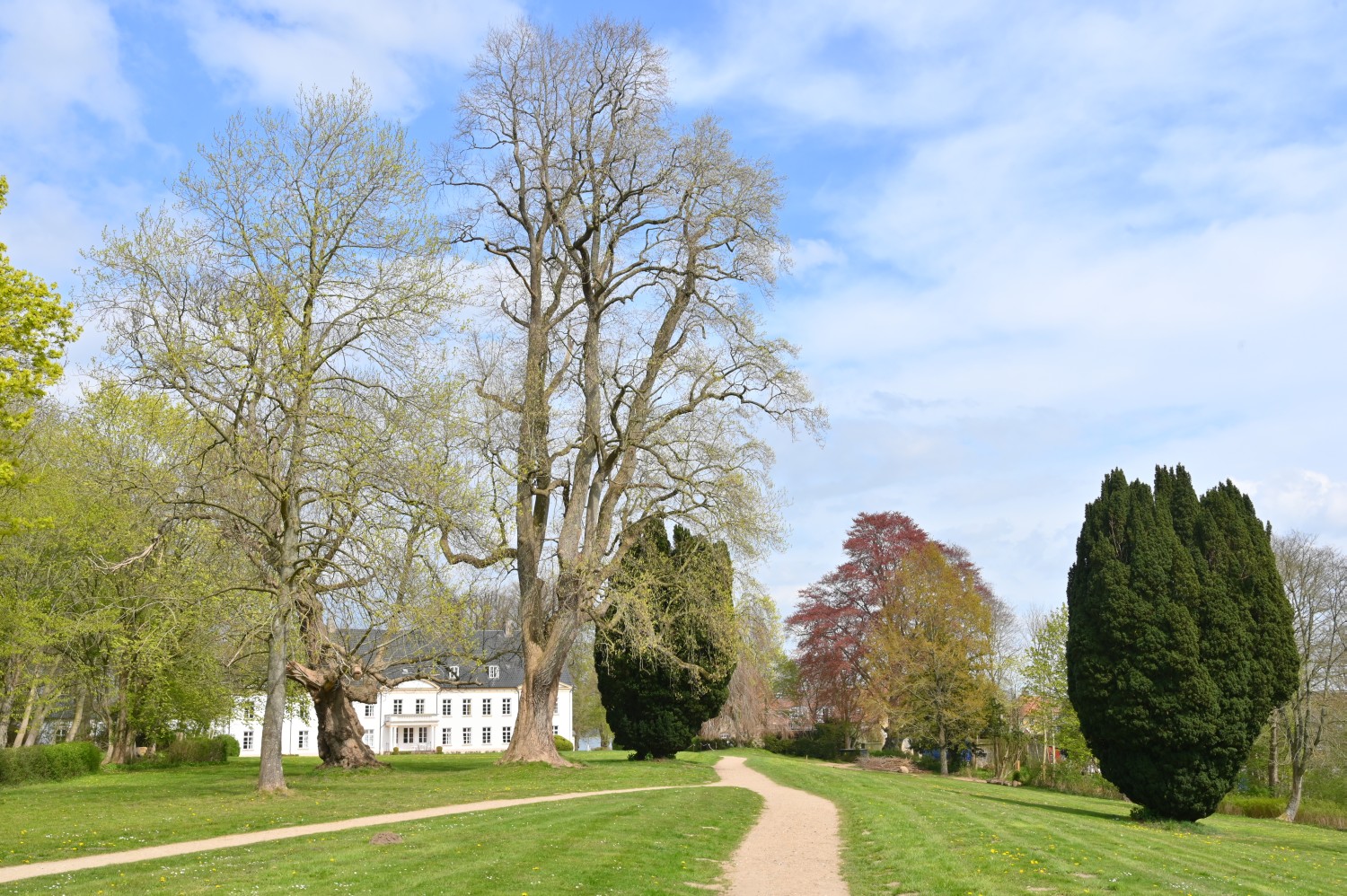 Liriodendron tulipifera - Stiftung Louisenlund - 2022