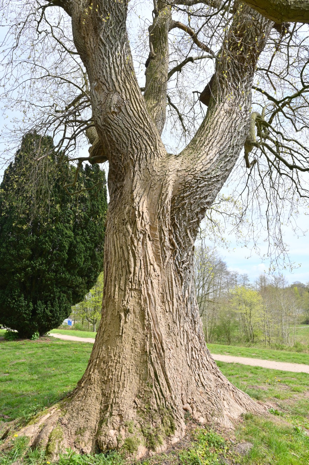 Liriodendron tulipifera - Stiftung Louisenlund - 2022